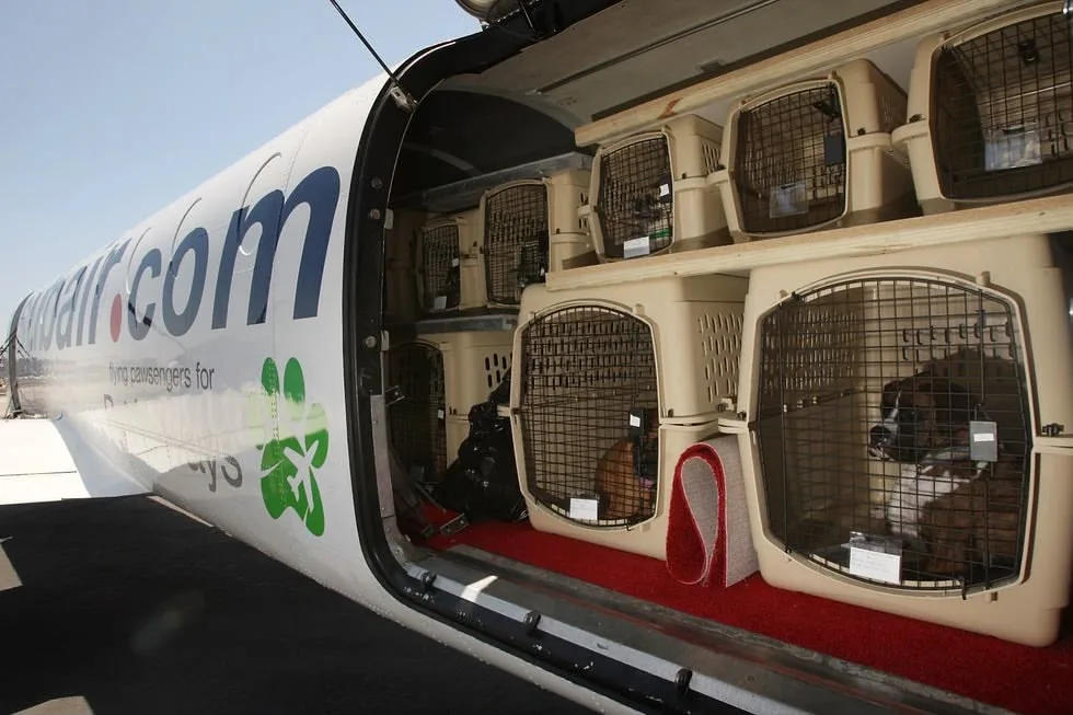 Mascotas en transportines seguros dentro de un avion especializado