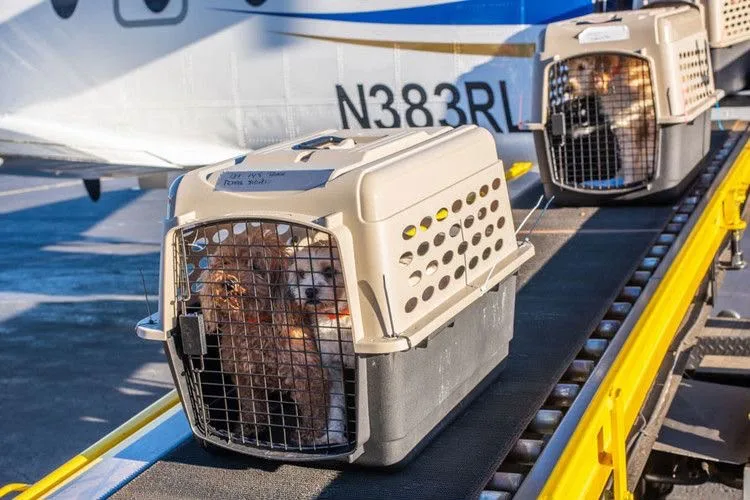 Transportines IATA preparados para el embarque de mascotas